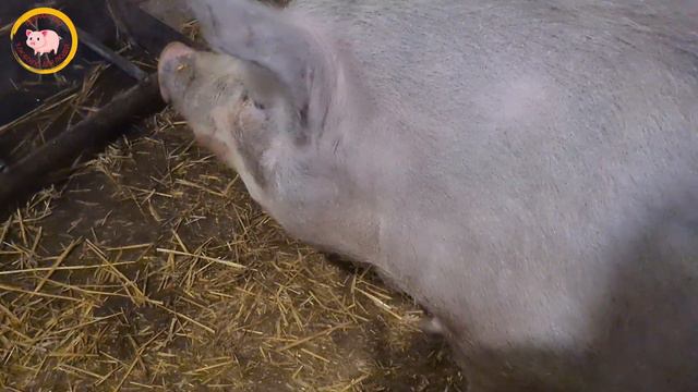 Огляд ветеринарних голок/Зламалася голка та залишилася в тілі свині, що робити? смотреть онлайн