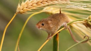 Кобра. Энциклопедия для детей про животных. Тропики