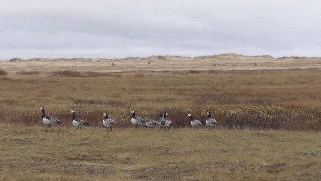 Белощёкая казарка доверчива в тундре смотреть онлайн