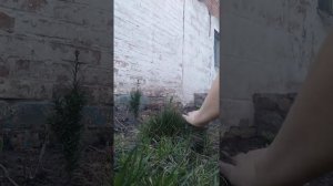 Весенняя обрезка овсяницы зелёной