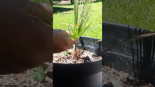 2 year old Washingtonia Filifera. смотреть онлайн