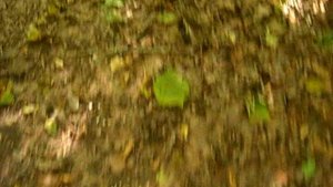 Босиком по грязи в лесу на природе - кайф :)