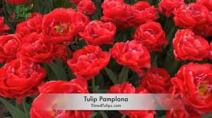 Tulip Pamplona | Time4Tulips.com