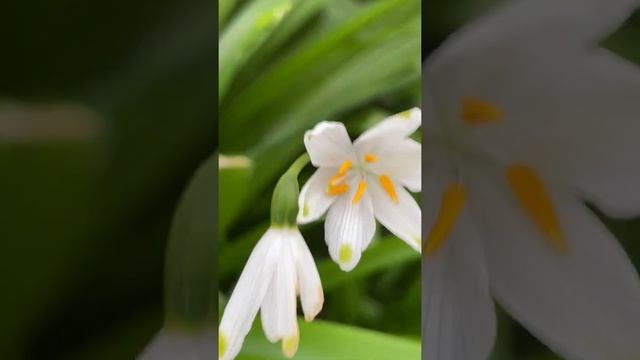 Snowflake (Leucojum) - flower close up - March 2022