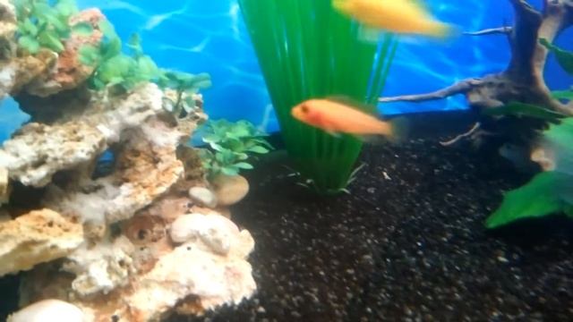 Мирные рыбки и цихлиды в одном аквариуме на 200л HD смотреть онлайн