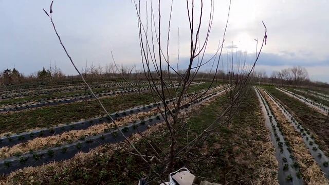 Прореживание кроны у яблони смотреть онлайн