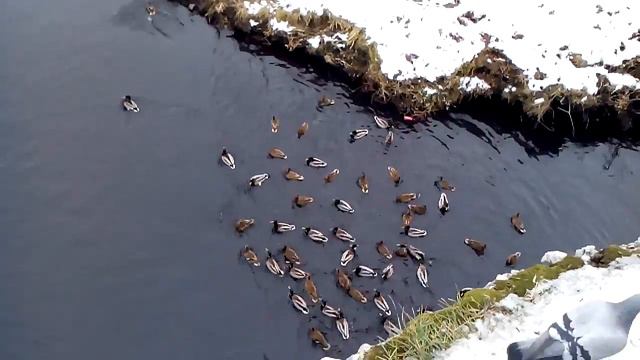 Грязная вода уткам здоровью не вредит смотреть онлайн