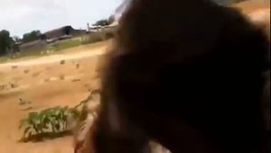 животные нападают на людей animals attack people