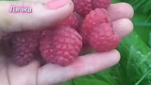 Малина Лячка (Ляшка) - летняя малина с очень крупными ягодами смотреть онлайн