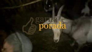 Почему козы падают на ноги или у них нет молока после окоза, окота, отела (коровы)