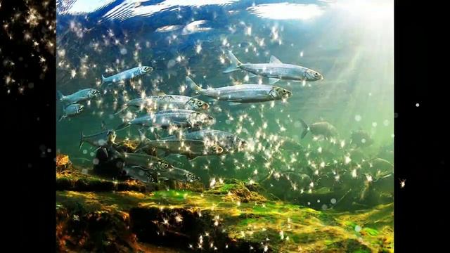 Стихотворение Родина смотреть онлайн