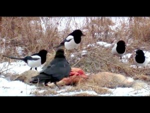 Падаль в Чернобыльской зоне