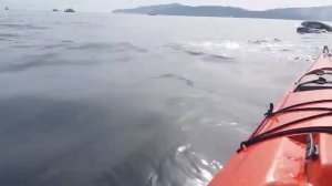 НЕВЕРОЯТНЫЕ ПРЫЖКИ КИТОВ  the whale jumped out near the boat