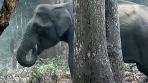 Туристы заметили слона, который неожиданно стал дымиться! Причина ужасает!