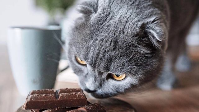 Хотите, чтобы ваша кошка прожила более 18 лет ? Тогда избавьтесь от 8 распространенных заблуждений смотреть онлайн