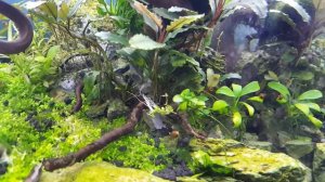 Креветка Амано рожает(роды)