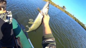 Рыбалка на щуку. Дикарь.Щука на спининг   #щука осенью