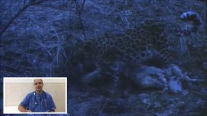 Почему кошка закапывает еду, миску, сухой корм