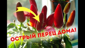 Как вырастить острый перец дома? Секреты выращивания перца!