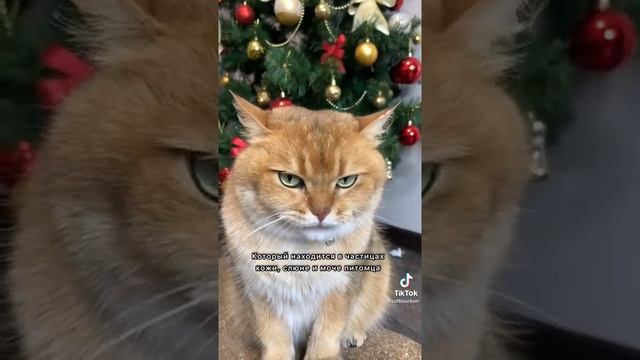 ЧТО ВЫЗЫВАЕТ АЛЛЕРГИЮ НА КОШЕК? #золотаяшиншилла #лучшийкот