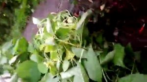 Яйца тигровых слизней