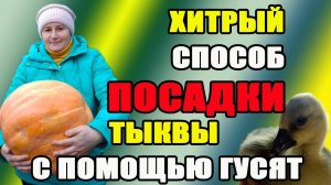 Хитрый способ посадки тыквы с помощью гусят.