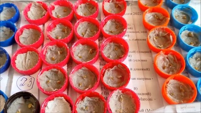 ✅ Проращивание семян томатов и перцев в крышечках на туалетной бумаге