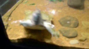 Черепаха, г. Геленджик, мини-зоопарк