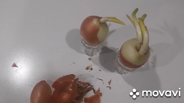 Лук на подоконнике на зелень /пророс лук