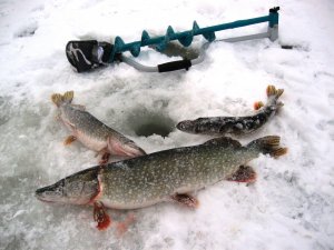 Первый лёд 2024 Зимняя рыбалка на льду на жерлицы! Выехали на залив реки!