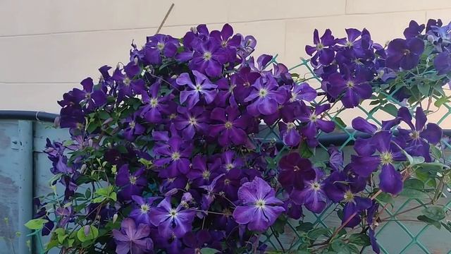 Обильнейшее цветение клематиса Виктория. смотреть онлайн