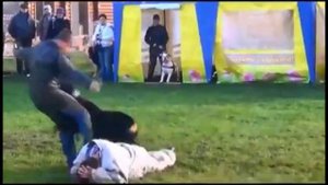 Ротвейлер или доберман? Кто сильнее? Кто лучше?