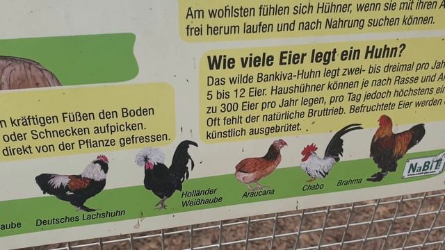 Какие бывают породы курей в Германии? 2022 смотреть онлайн