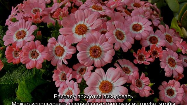 Цинерария серебристая — выращивание из семян в домашних условиях