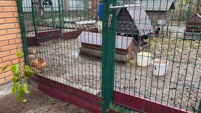 Гнезда для кур несушек живут своей жизнью Лучшая подстилка в гнезде с яйцеприемником