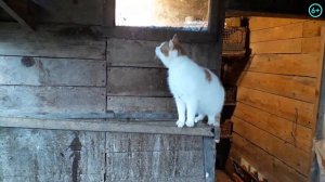 Кот высиживает яйца Кирилл поселился в курятнике