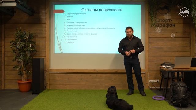 Учимся понимать собак. Жесты тела, что означает лай, как собаки смеются