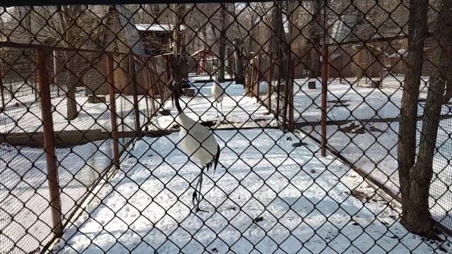 ЯПОНСКИЙ ЖУРАВЛЬ-2 смотреть онлайн