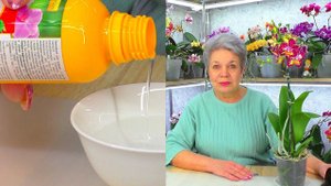 Сделайте это с орхидеей, после ее покупки 8 марта  Орхидея не погибнет. Ответы на вопросы...