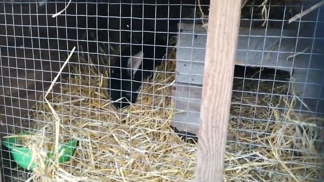 Как кролики готовятся к окролу. Бабочка и Немецкий строкач смотреть онлайн