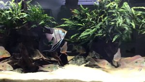 Geophagus  Sveni Rio Parana, Geophagus altifrons Rio tocantins