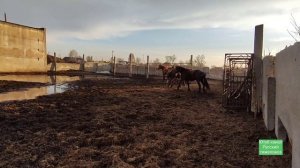 Жеребцы Баланс и Лакмус приехали к кобылам.