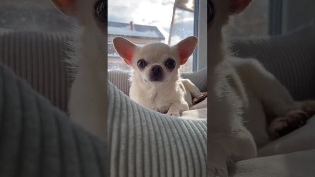 Овчарка, а у вас кто? #собаки #юмор #dog #чихуахуа смотреть онлайн