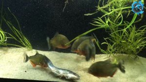 Эта рыба опасней ПИРАНЬИ!  Самая опасная рыба Амазонки. Сомы мясоеды