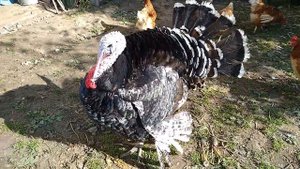 Красавец индюк Бронза 708,