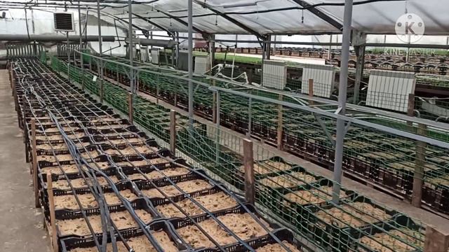Выгонка тюльпанов.  Как защитить   тюльпаны   между проходами  и не сломать лист тюльпана.