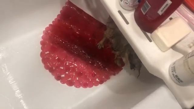 Купание щенков шпица Черри и Хлои, Хлоя боится миски ? смотреть онлайн