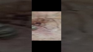 Паук-оса против паука с мощными хелицерами