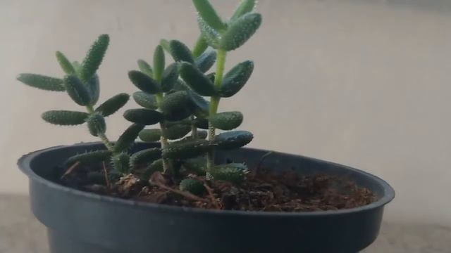 SUCULENTA DELOSPERMA ECHINATUM -4 смотреть онлайн