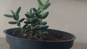 SUCULENTA DELOSPERMA ECHINATUM -4